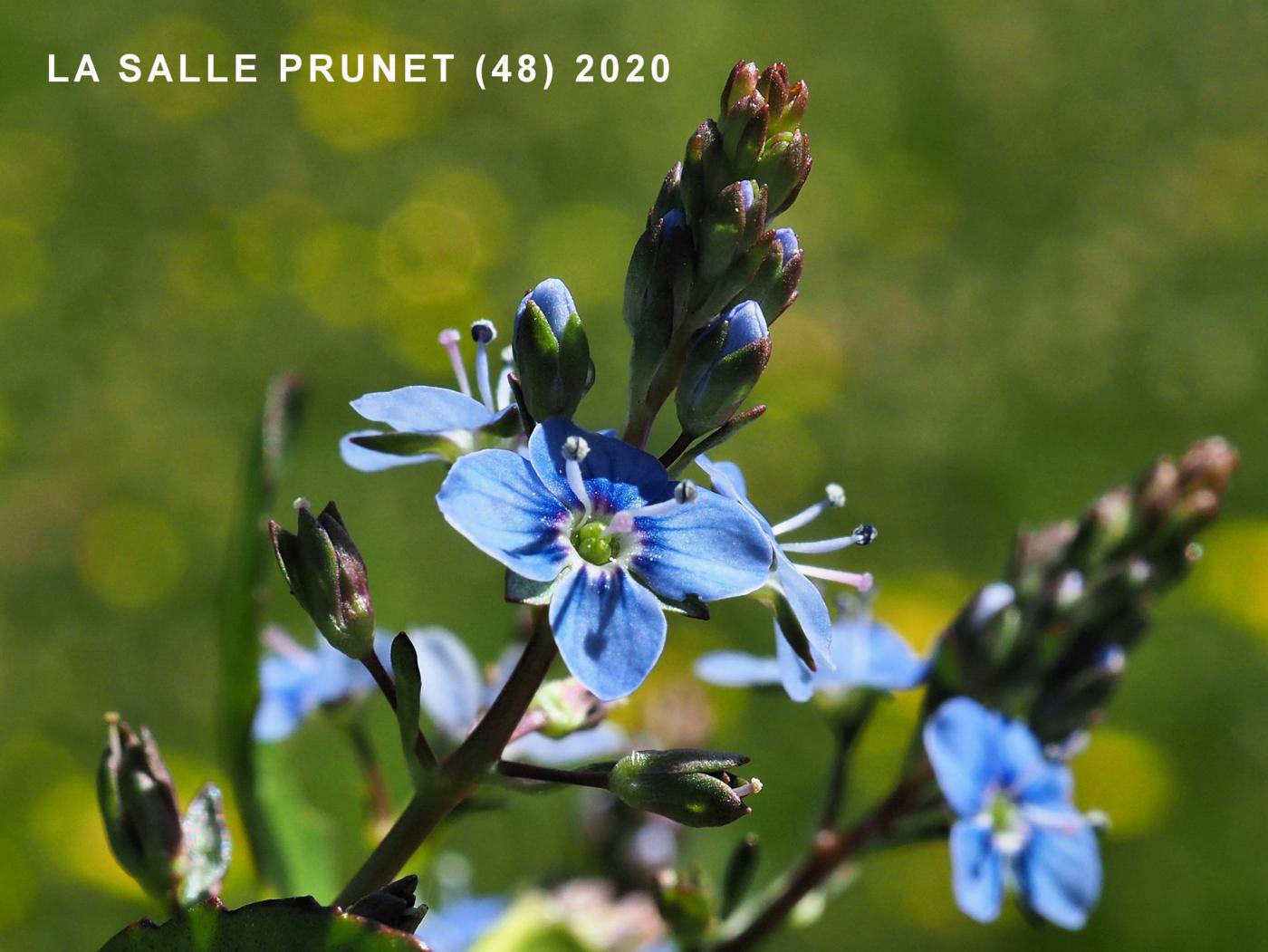 Brooklime flower